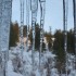 Icicles