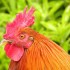 Rooster