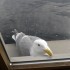 Seagull