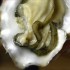 Food in Literature: Hemingway & Oysters Oyster