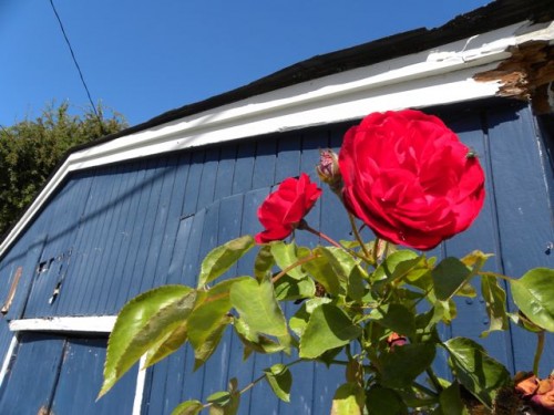 Rose and Blue Building